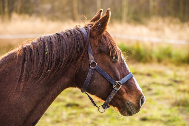 Portrait of brown horse on nature