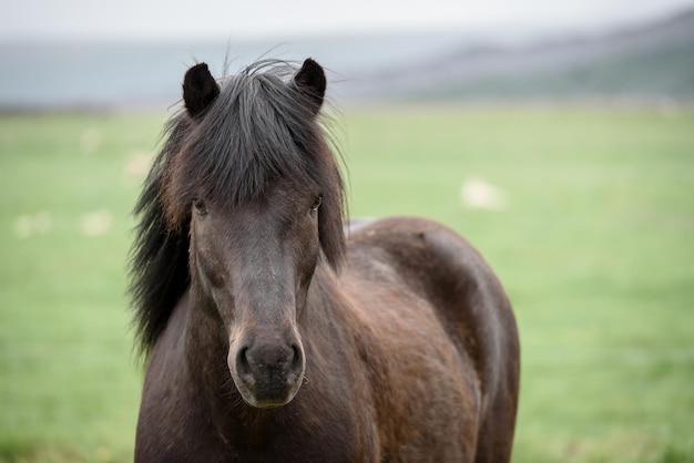 Portrait of a brown horse