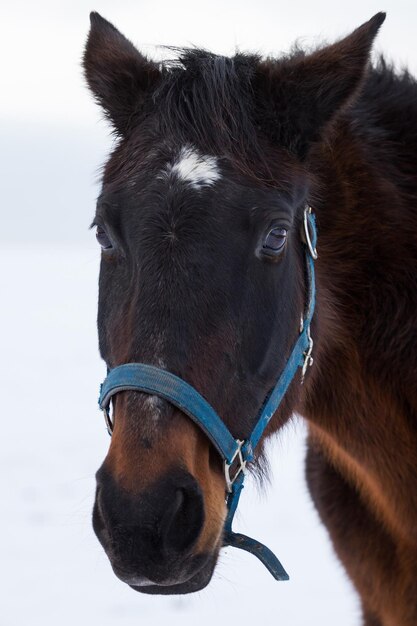 Portrait of brown horse