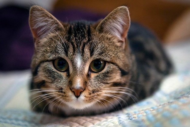 Портрет коричневого котенка с черепаховым мехом на изолированном фоне, вид спереди ..