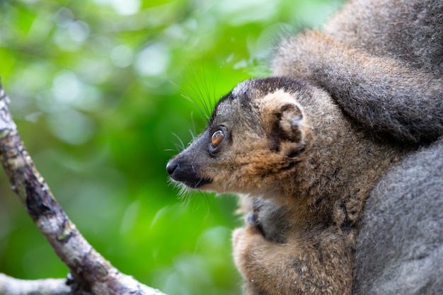 Il ritratto di un lemure marrone nella foresta pluviale del madagascar