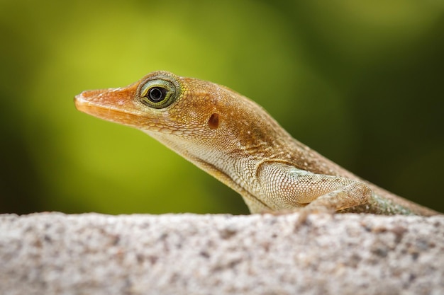 Portrait of a brown lizard with beautiful eyes