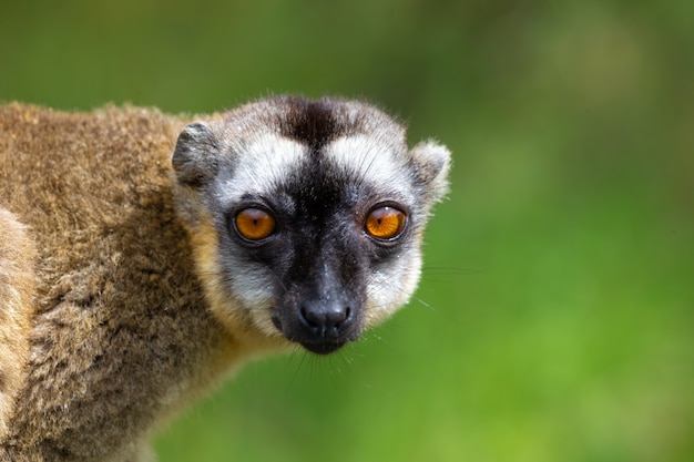 Un ritratto di un maki marrone, un primo piano di un lemure divertente