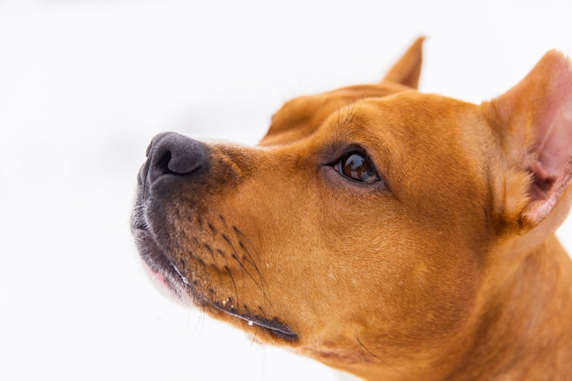 Portrait of brown pedigree dog on the snow. Staffordshire terrier