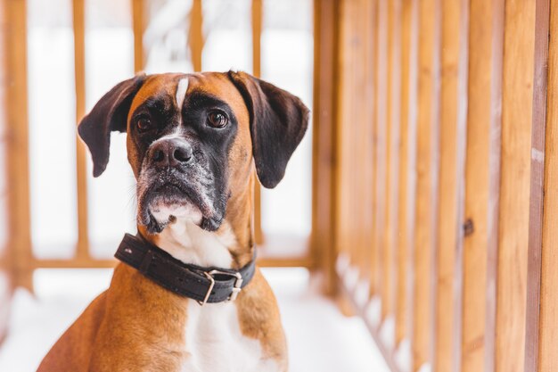 木造住宅に座っている茶色の血統付き犬の肖像画。ボクサー