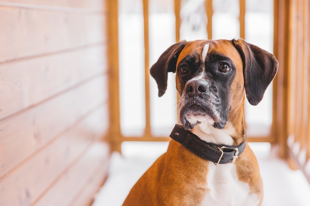 木造住宅に座っている茶色の血統付き犬の肖像画。ボクサー