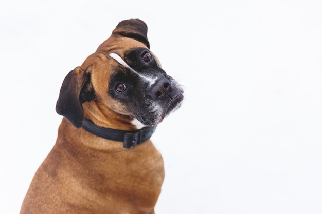 雪の上の茶色の血統付き犬の肖像画。ボクサー。