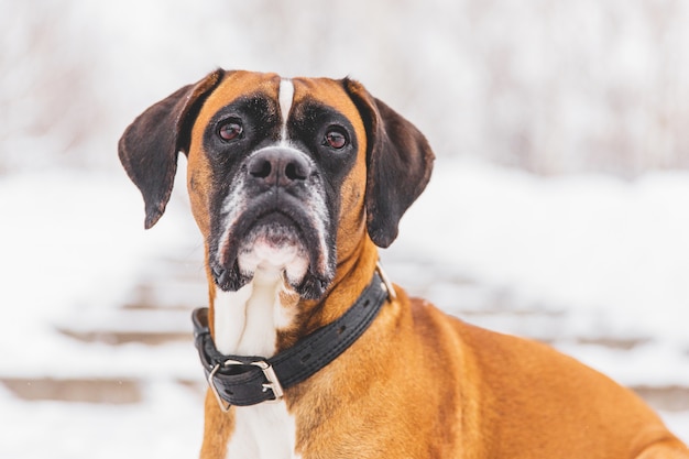 Portrait of brown pedigreed dog on the snow. Boxer.