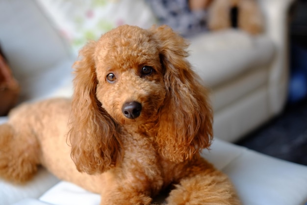 Portrait of brown poodle sitting on sofa