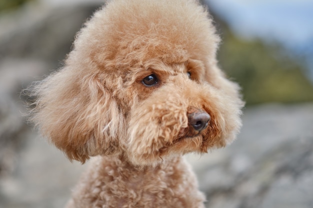 Portrait of a brown poodle in the wild