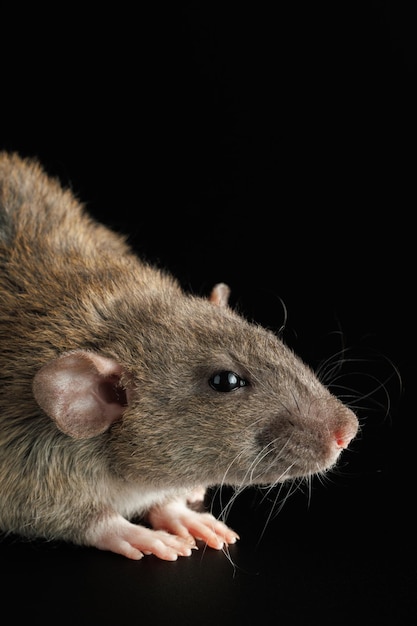 Foto ritratto di un ratto marrone roditore isolato su uno sfondo nero per tagliare fuori il topo agouti