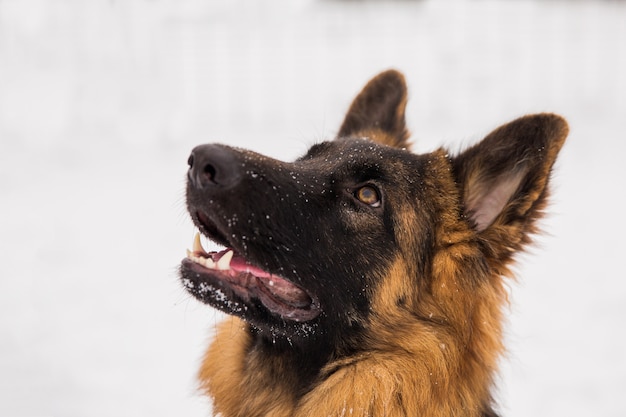 Portrait of brown shepherd on snowy background in the park. Walking purebred dog