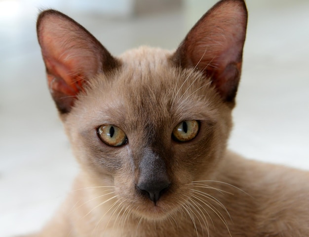 Portrait of a Brown Siamese cat