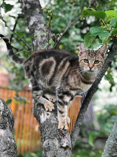 Foto ritratto di un gatto tabby marrone in piedi su un albero