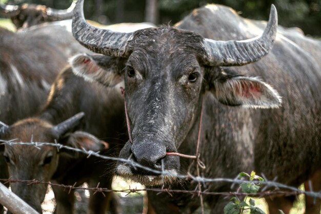 Photo portrait of buffalo by fence