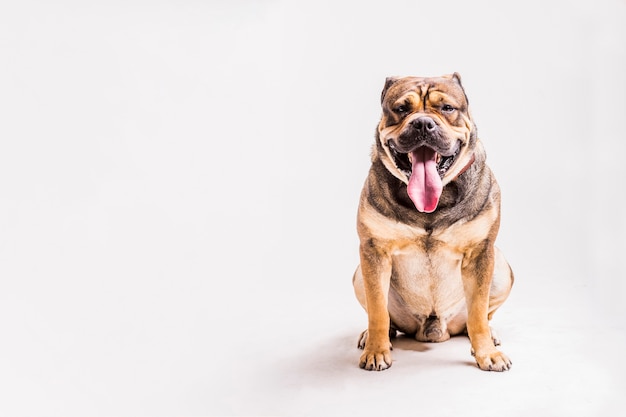 Portrait of bulldog with sticking its tongue out over white backdrop