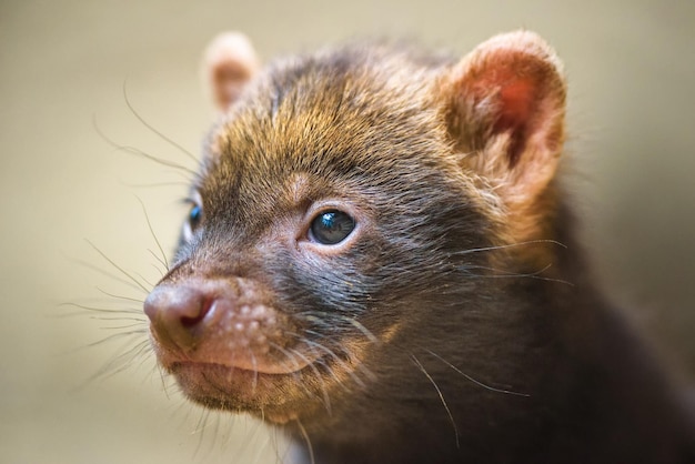 Photo portrait of a bush dog puppy