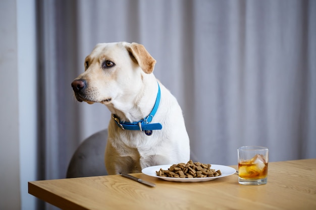 Portrait of a business large dog of breed Labrador of light coat, sitting on a chair near the dining table, a plate with food, pets