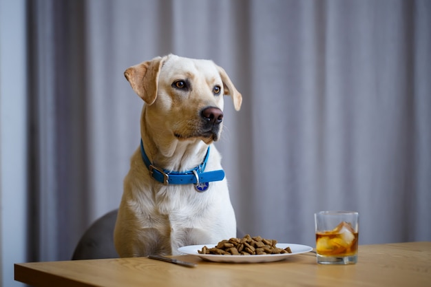 Portrait of a business large dog of breed Labrador of light coat, sitting on a chair near the dining table, a plate with food, pets