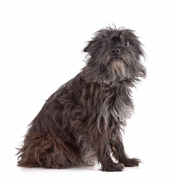 Portrait of a Cairn terrier dog sitting on a white background