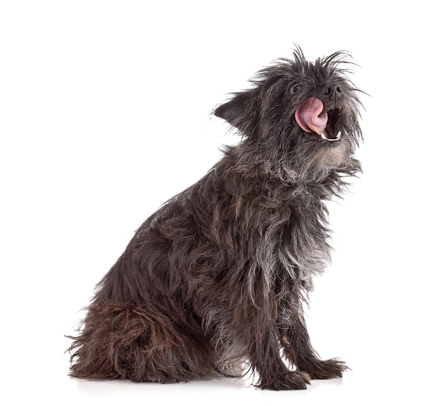 Portrait of a Cairn terrier dog sitting on a white background