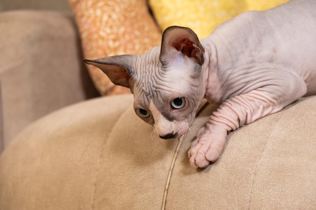 Портрет канадского сфинкса в возрасте 23 месяцев, лежащего на диване и заботящегося о безволосых кошках