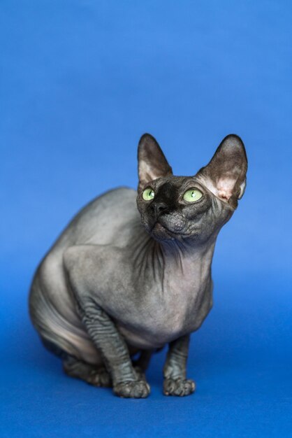 Portrait of Canadian Sphynx cat on blue background