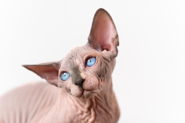 Portrait of Canadian Sphynx cat of blue mink and white color with blue eyes on white background