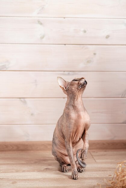 Portrait of canadian sphynx cat kitten blue mink with white color with big blue eyes sitting on ligh...