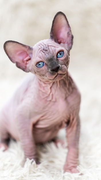 Portrait of Canadian Sphynx Cat kitten with big blue eyes looking at camera