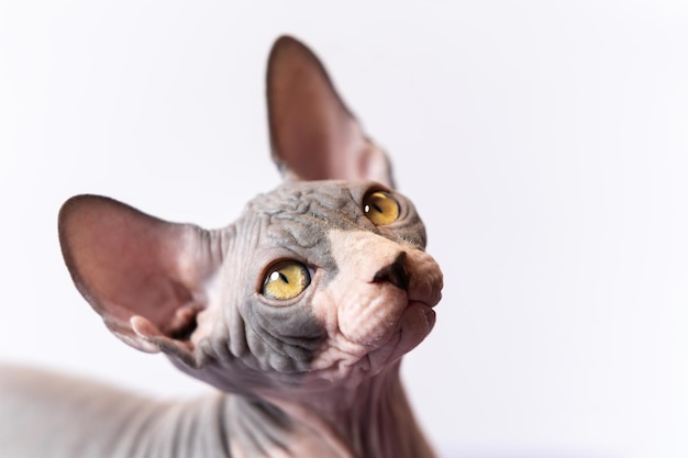 Portrait of canadian sphynx kitty with friendly look of shiny yellow eyes against white background c...