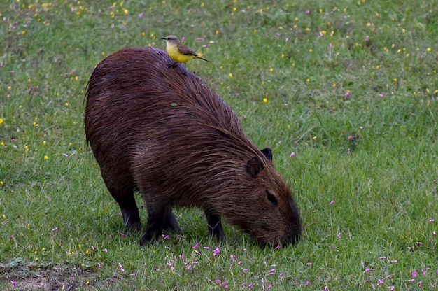 Foto ritratto di un capibara e un benteveo