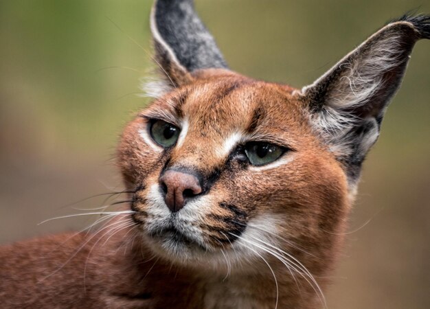 Portrait of Caracal