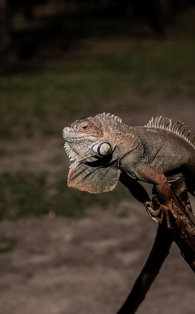 Portrait Caribbean green iguana