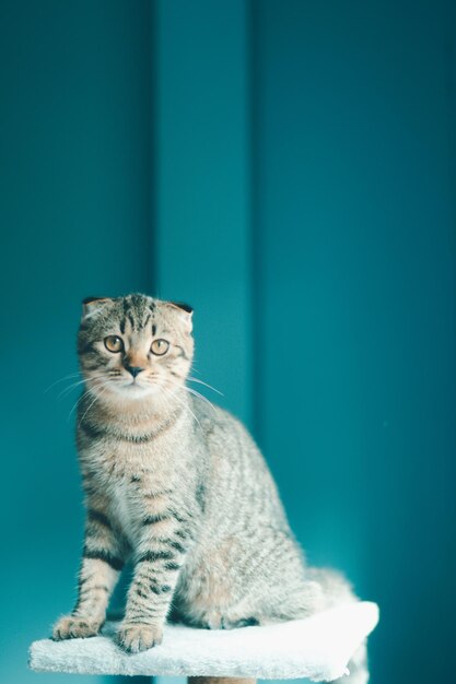 Portrait of a cat against blue background