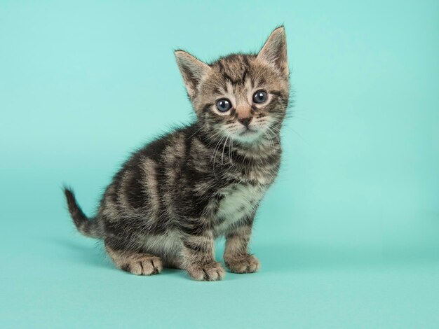 Portrait of cat against gray background