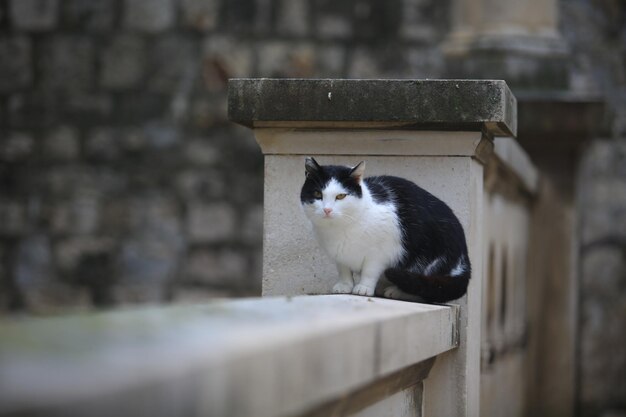 Portrait of a cat against wall