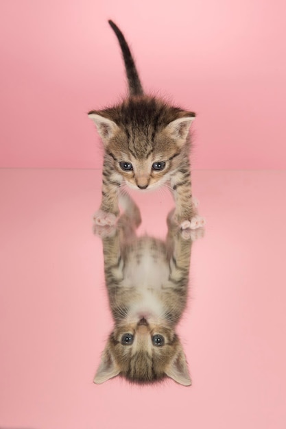 Photo portrait of cat against wall