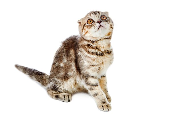 portrait of a cat against white background