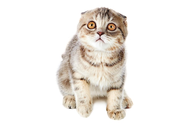 portrait of a cat against white background