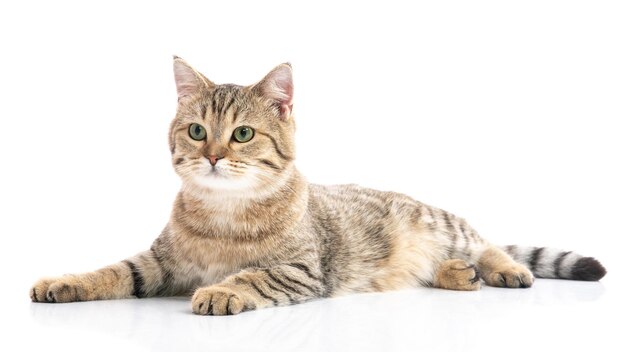 Photo portrait of a cat against white background