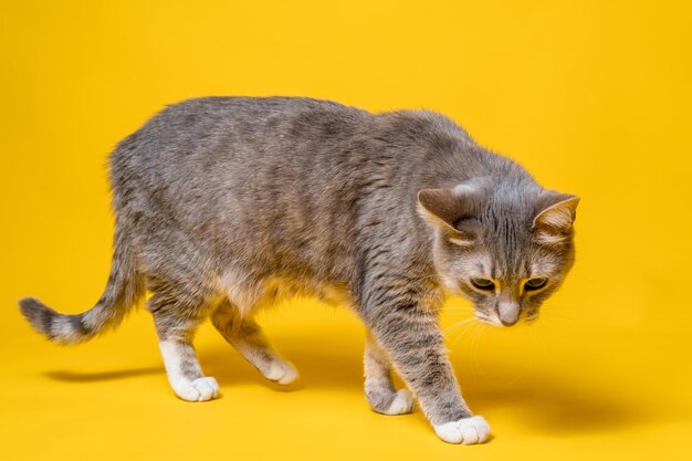 Portrait of a cat against yellow background