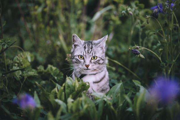 Портрет кошки среди растений