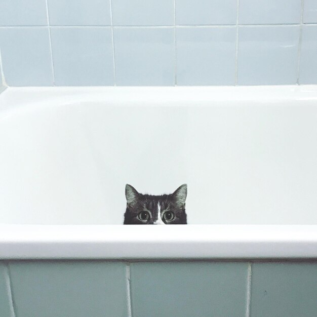 Foto ritratto di un gatto in bagno