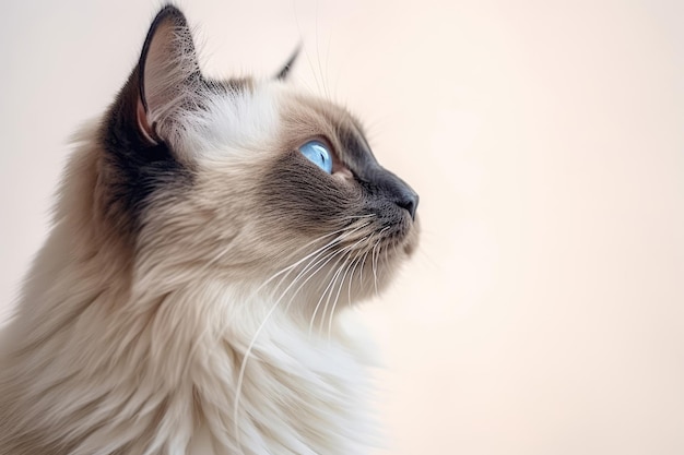 Portrait Of Cat Birman In Profile On Begie Background Empty Space Generative AI