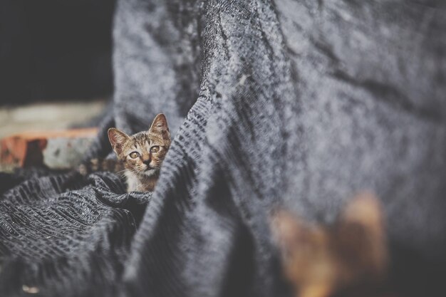 Photo portrait of cat on blanket