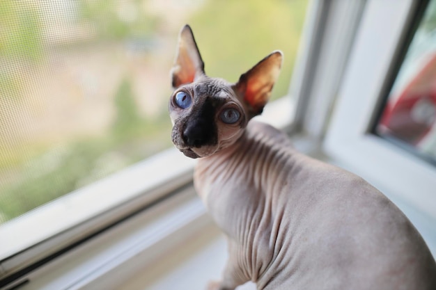 portrait of a cat breed Canadian Sphynx with a black nose and blue eyes closeup selective focus