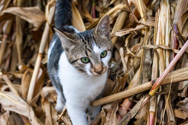 Foto ritratto di gatto da piante secche