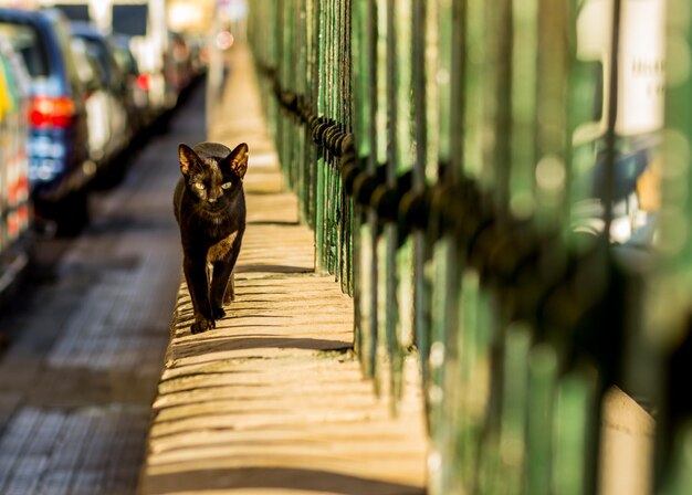 Foto ritratto di un gatto accanto a una recinzione