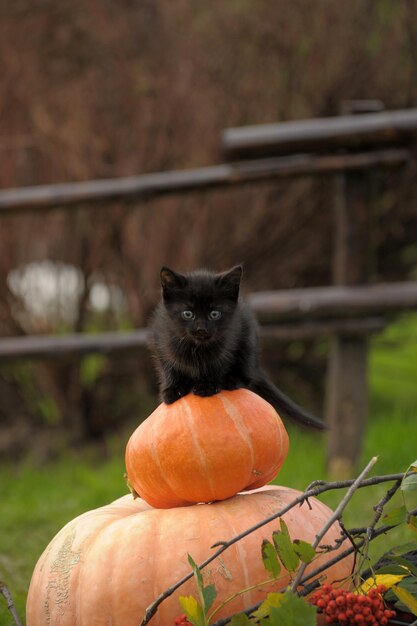 Photo portrait of cat by pumpkin